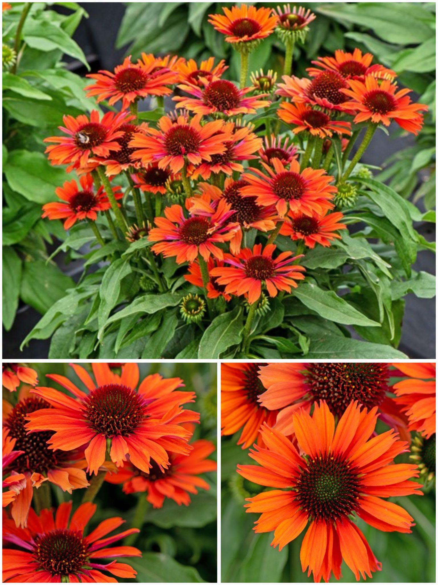 Echinacea 'Pearl Orange' – Coneflower