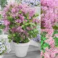 Syringa meyeri 'Flowerfesta Pink' – Kompaktne korduvalt õitsev roosa sirel (Ettetellimine)