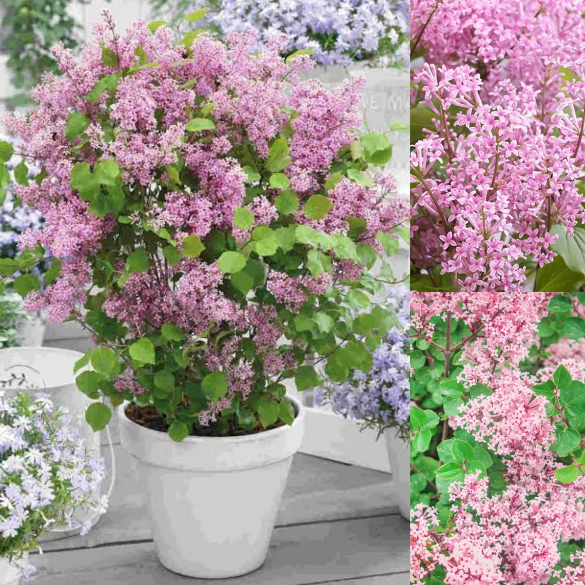 Syringa meyeri 'Flowerfesta Pink' – Kompaktne korduvalt õitsev roosa sirel (Ettetellimine)