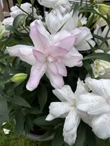 Sunny Little Bounty topeltõielise orientaalliilia sibulad 14/16 – 5 tk pakis | Kevad 2027 ettetellimine