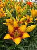 Sweet Valley Yellow Speckled Lily Bulbs 16/18 - Pack of 5 | Spring 2027 Pre-order