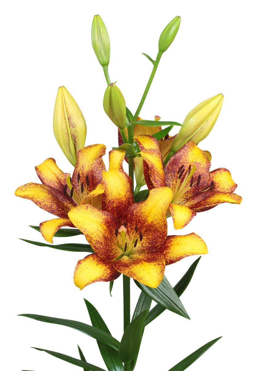 Sweet Valley Yellow Speckled Lily Bulbs 16/18 - Pack of 5 | Spring 2027 Pre-order