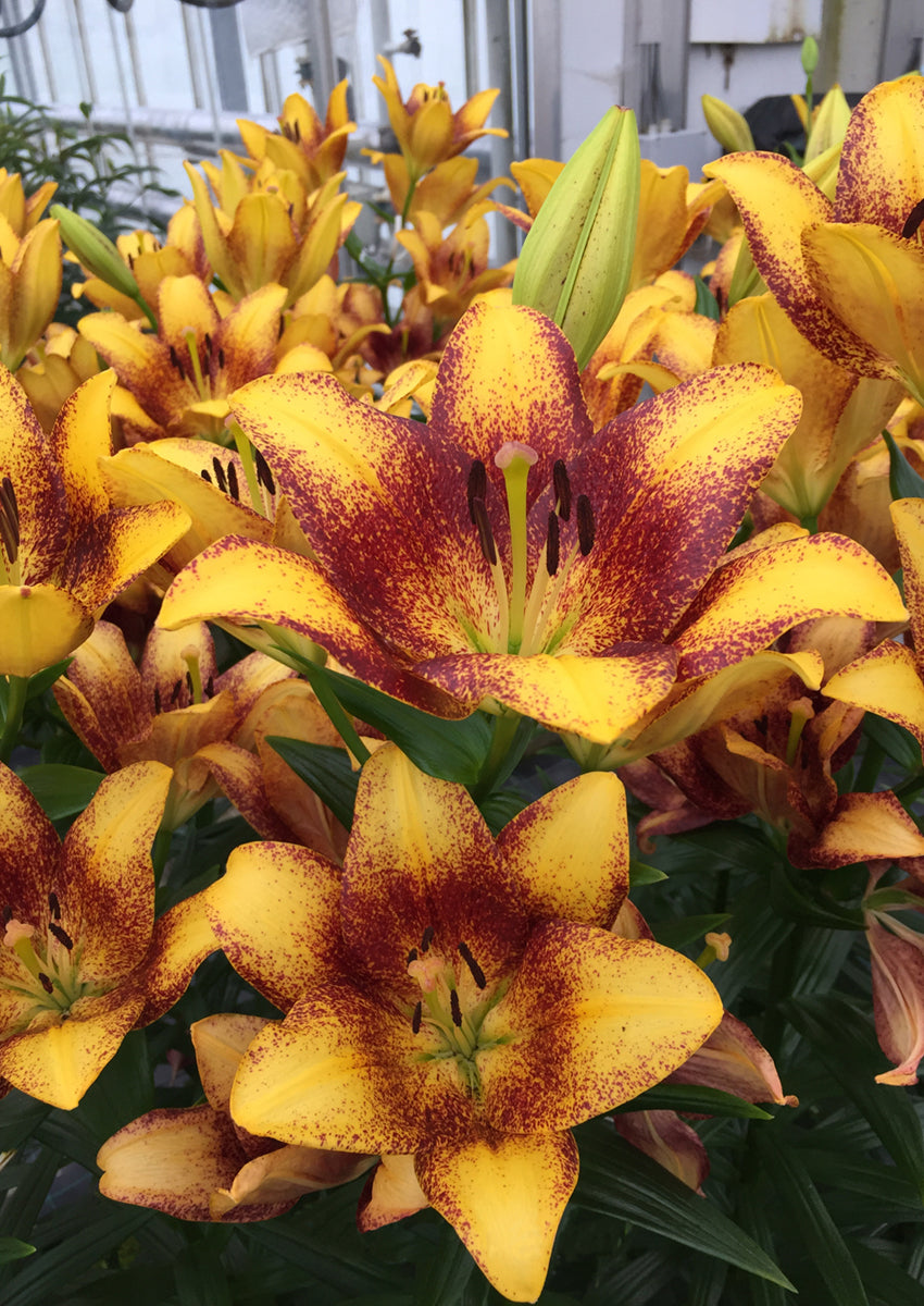Sweet Valley Yellow Speckled Lily Bulbs 16/18 - Pack of 5 | Spring 2027 Pre-order