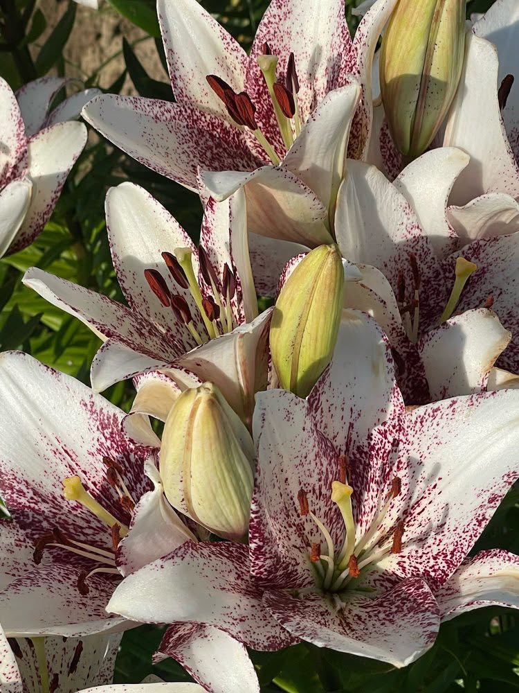 Sweet Zanica Speckled LA Hybrid Lily Bulbs 14/16 - Pack of 5 | Spring 2027 Pre-order