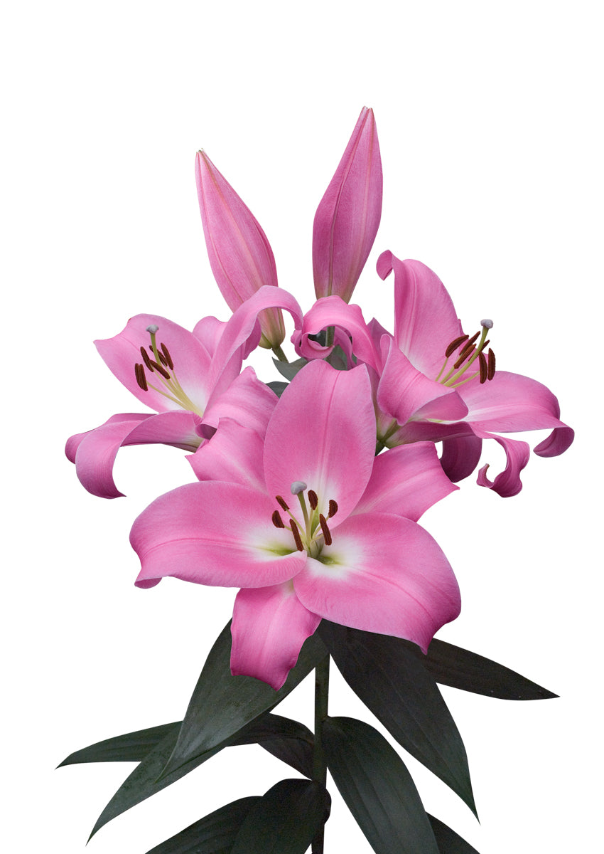 Tabledance Pink Hybrid Lily Bulbs 14/16 - Pack of 5 | Spring 2027 Pre-order