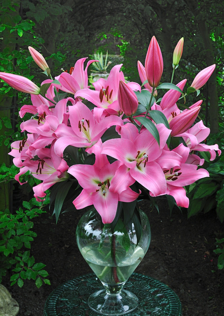 Tabledance Pink Hybrid Lily Bulbs 14/16 - Pack of 5 | Spring 2027 Pre-order