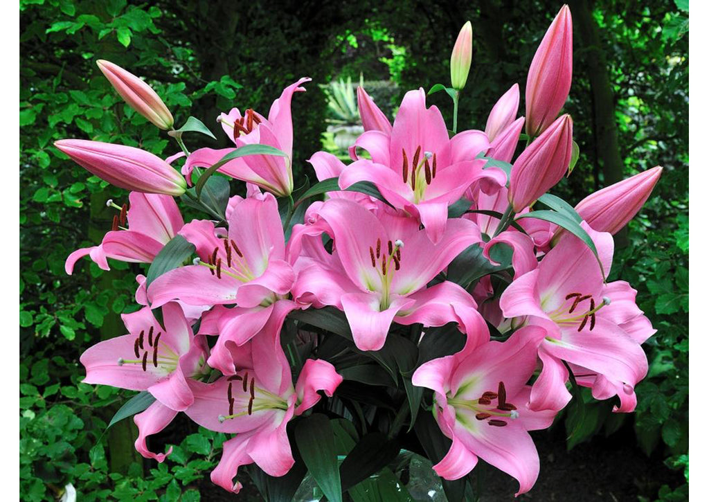 Tabledance Pink Hybrid Lily Bulbs 14/16 - Pack of 5 | Spring 2027 Pre-order