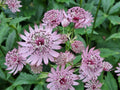 Astrantia 'Primadonna' – tähtputk