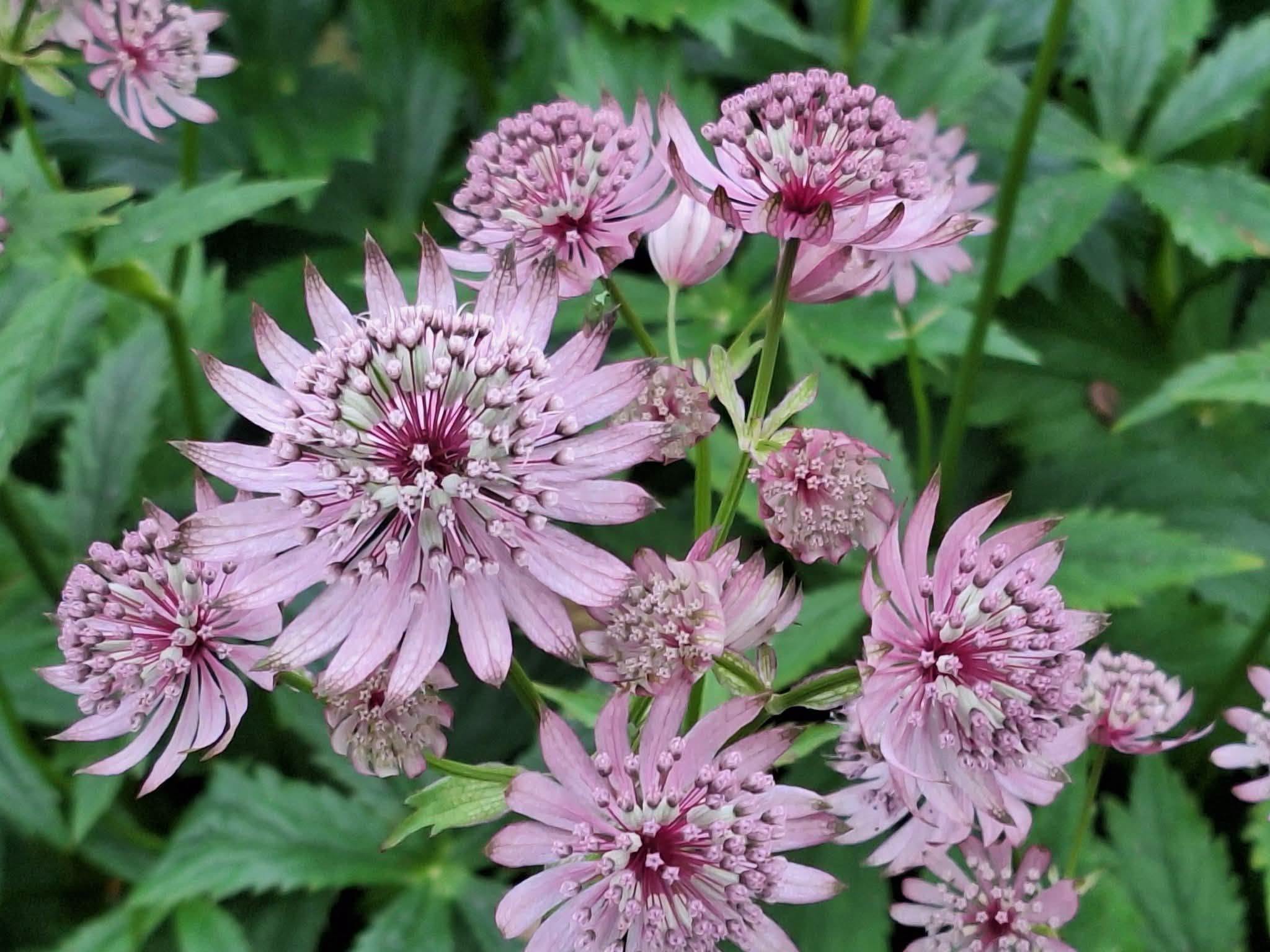 Astrantia 'Primadonna' – tähtputk