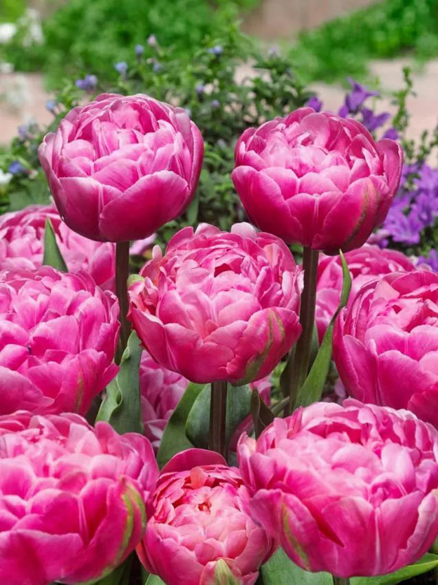 Tulp Amazing Grace – 10 sibula pakk