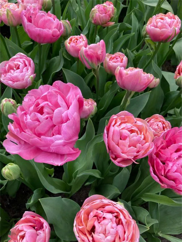 Tulp Amazing Grace – 10 sibula pakk