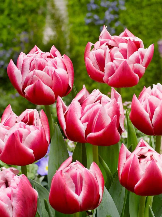 Tulp Columbus – 10 sibulat pakis