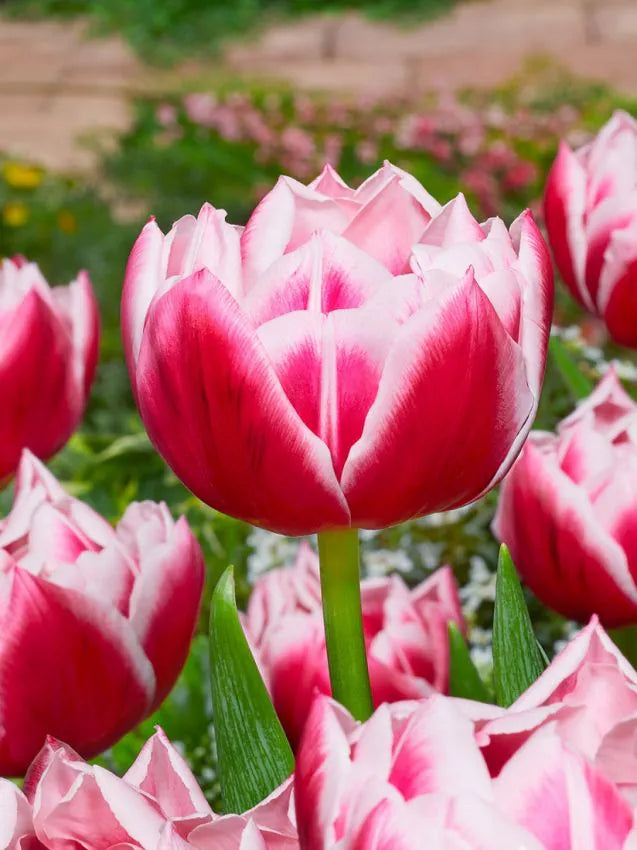 Tulp Columbus – 10 sibulat pakis