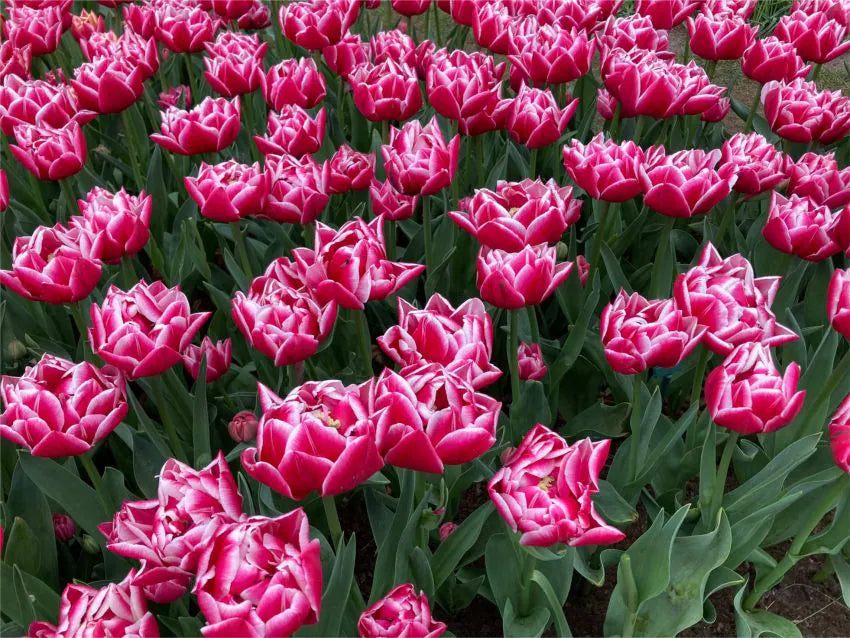 Tulp Columbus – 10 sibulat pakis