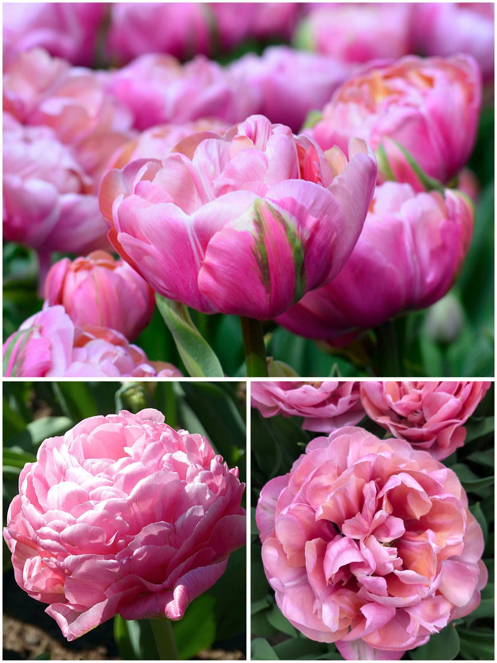 Tulp Amazing Grace – 10 sibula pakk