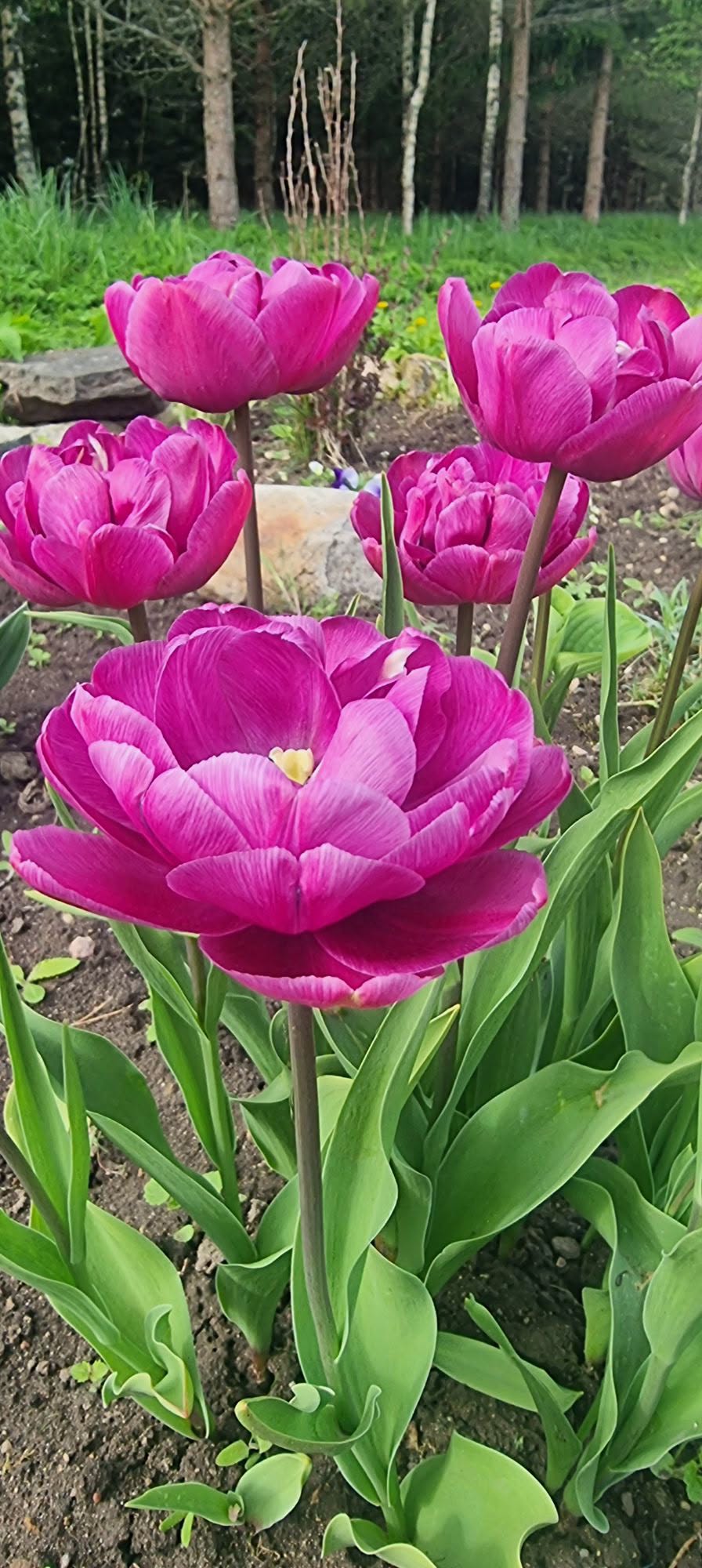 Tulp 'Blue Diamond' – 10 sibulat pakis