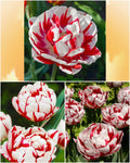 Tulp Carneval de Nice – 10 sibulat pakis