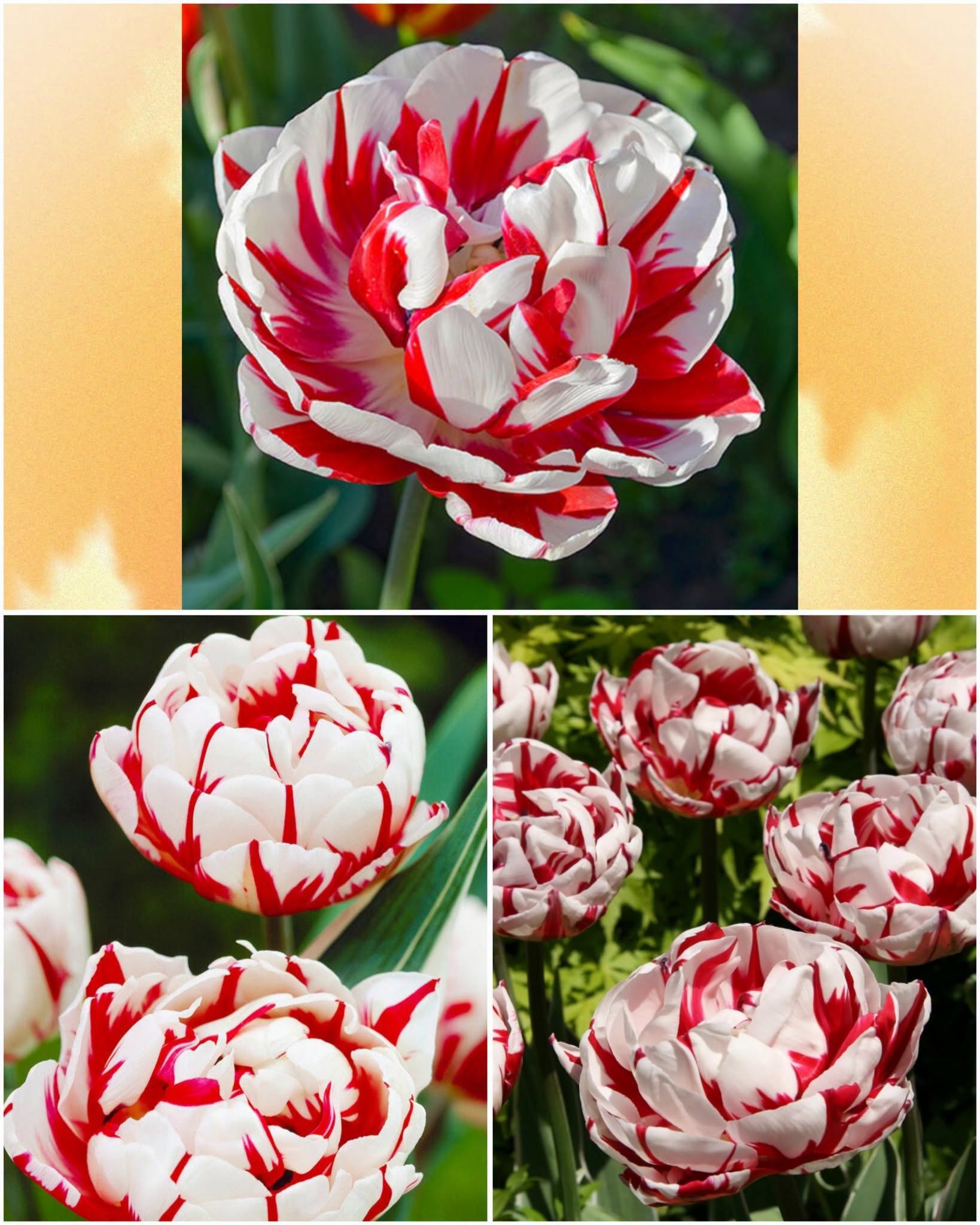 Tulp Carneval de Nice – 10 sibulat pakis