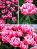 Tulp Columbus – 10 sibulat pakis