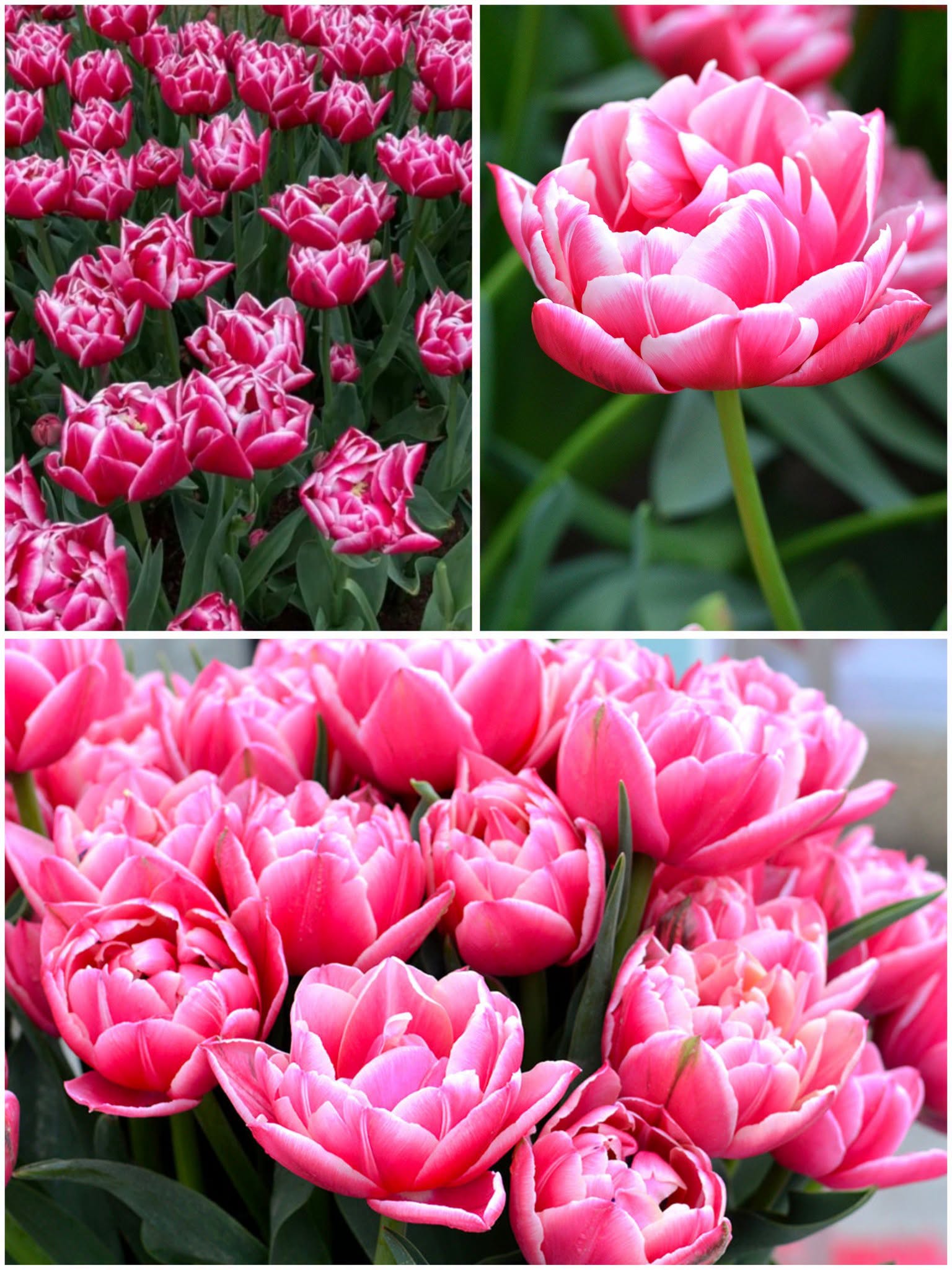 Tulp Columbus – 10 sibulat pakis