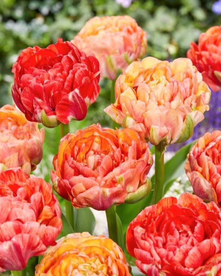 Tulp 'Gudoshnik Double' – 5 sibulat (Ettetellimine)