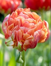 Tulp 'Gudoshnik Double' – 5 sibulat (Ettetellimine)