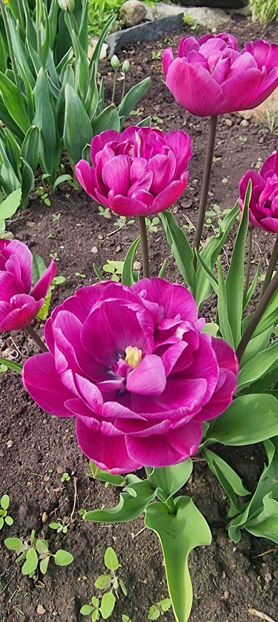 Tulp 'Blue Diamond' – 10 sibulat pakis