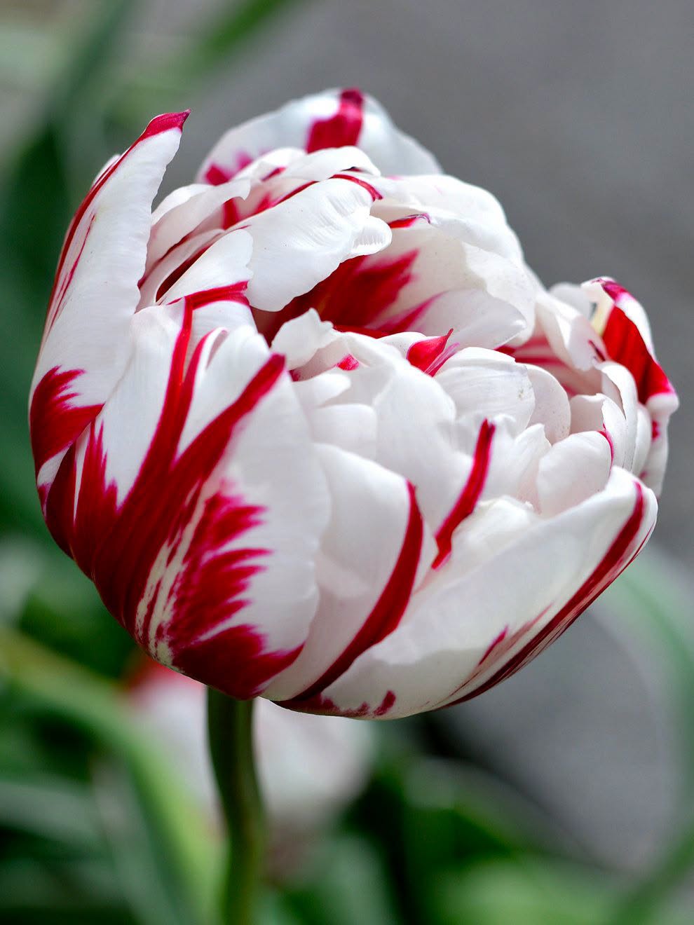 Tulp Carneval de Nice – 10 sibulat pakis