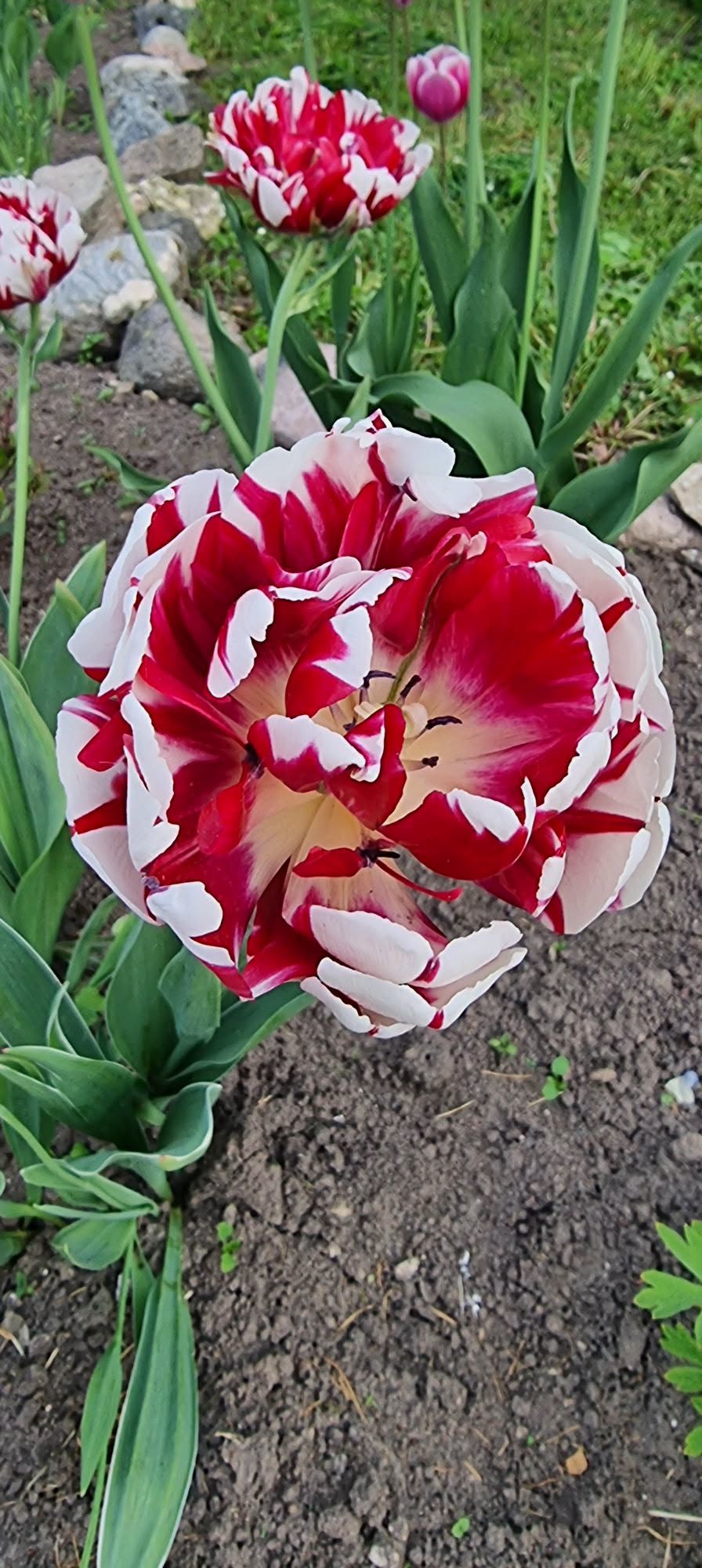 Tulp Carneval de Nice – 10 sibulat pakis
