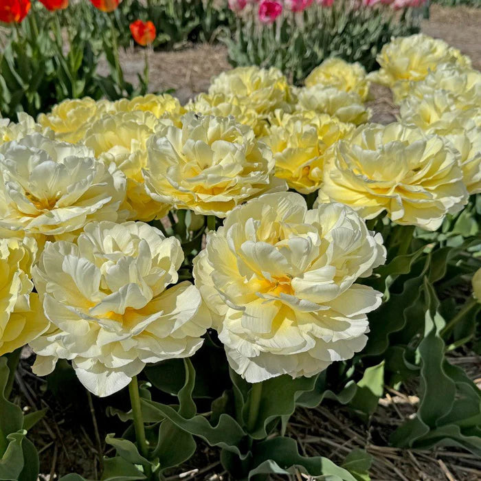 Tulp Avantgarde