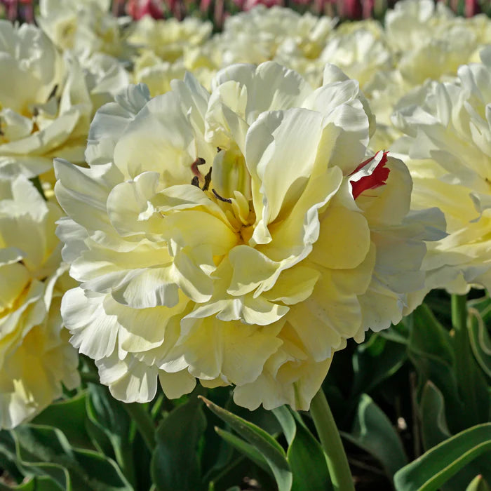 Tulp Avantgarde
