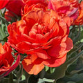 Tulp Caracas