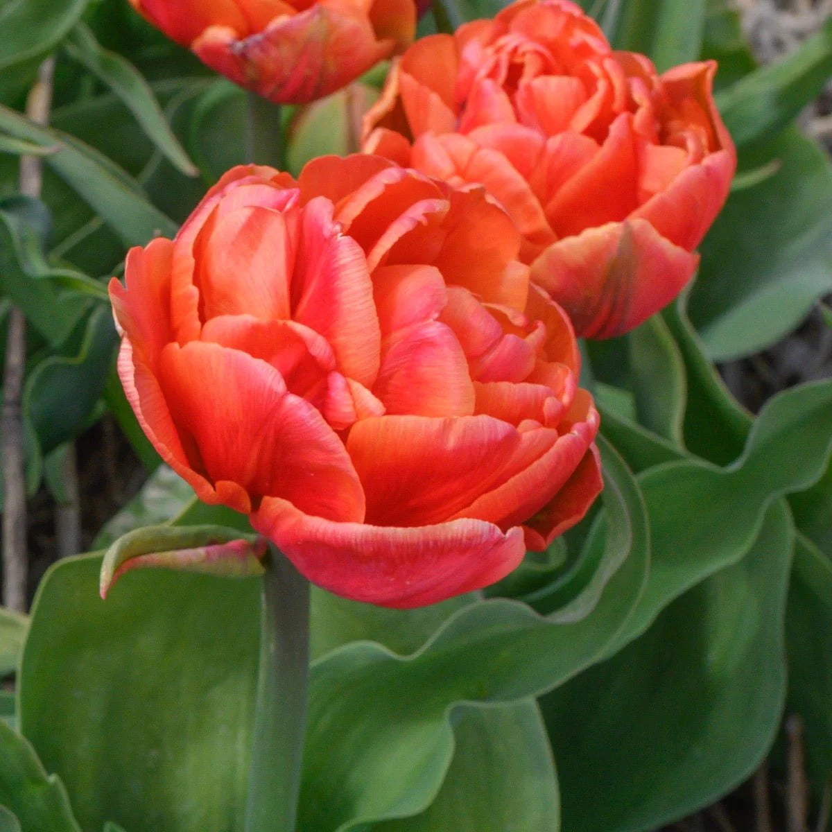 Tulp Caracas