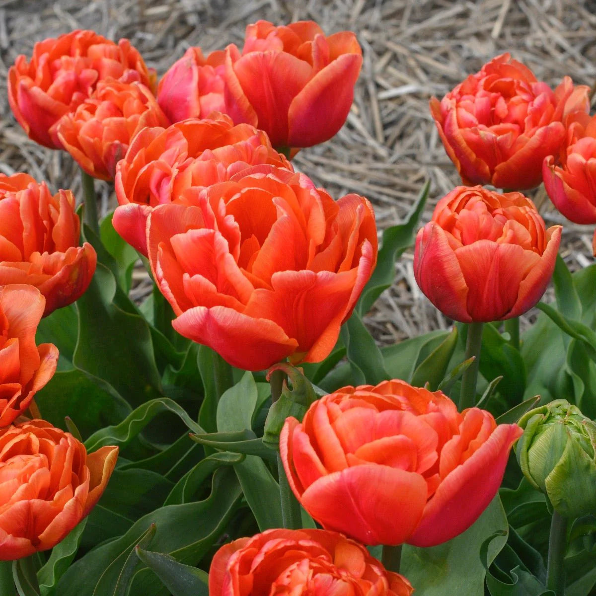 Tulp Caracas