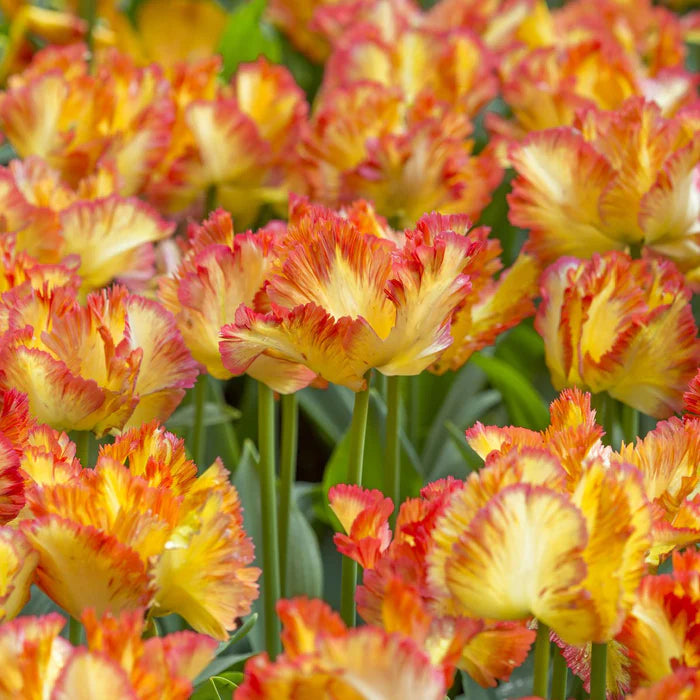 Tulp 'Caribbean Parrot'