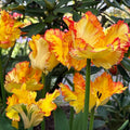 Tulp 'Caribbean Parrot'