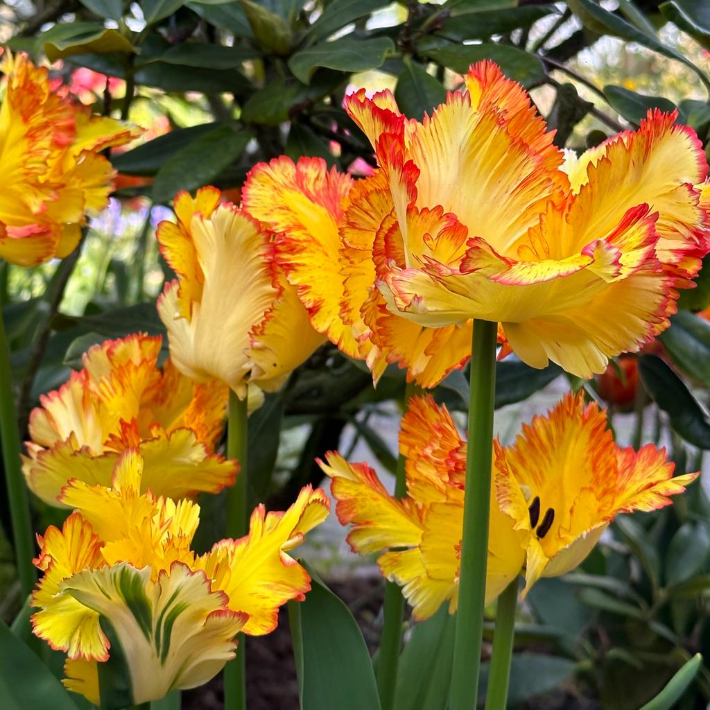Tulp 'Caribbean Parrot'