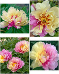 Paeonia Itoh 'Lemon Dream' – Haruldane kahevärviline sidrunkollane Itohi pojengi juur (Eeltellimine)